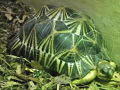 ホウシャガメ(野毛山動物園)
