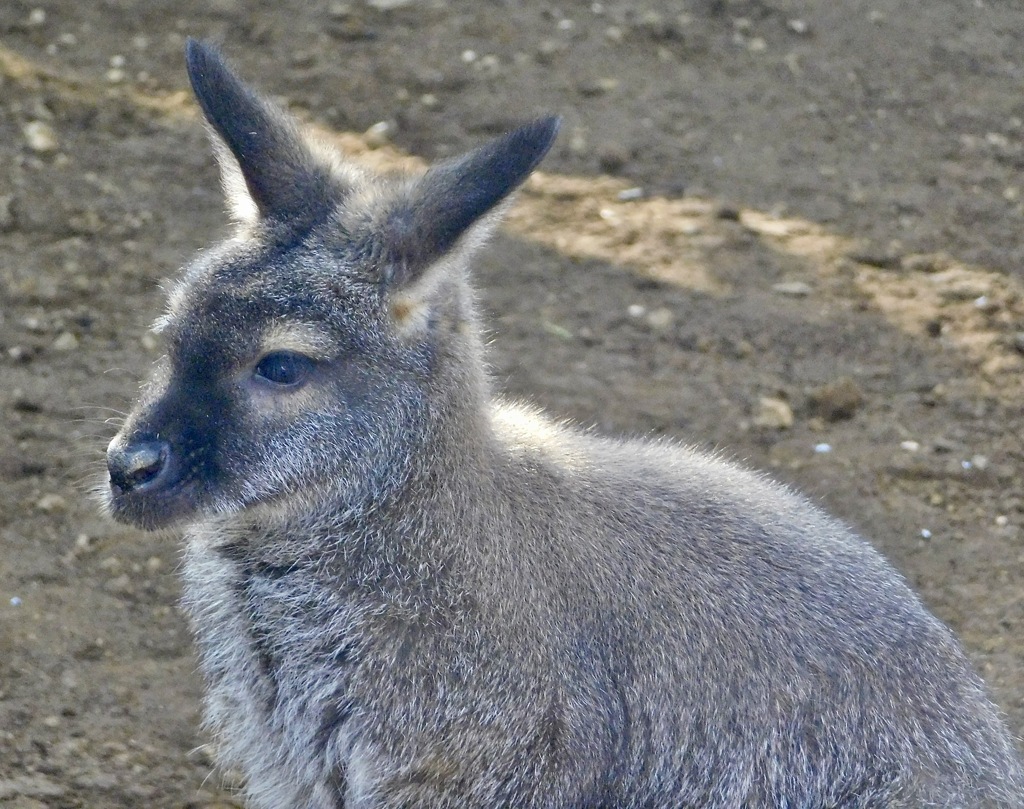 ベネットアカクビワラビー(江戸川区自然動物園)