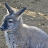 ベネットアカクビワラビー(江戸川区自然動物園)