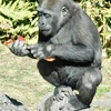 ニシローランドゴリラのスモモ(上野動物園)