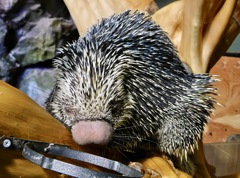 オマキヤマアラシ(カワスイ　川崎水族館)