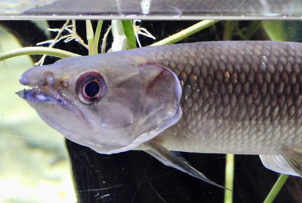 アフリカンパイクカラシン(カワスイ　川崎水族館)