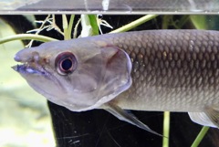 アフリカンパイクカラシン(カワスイ　川崎水族館)