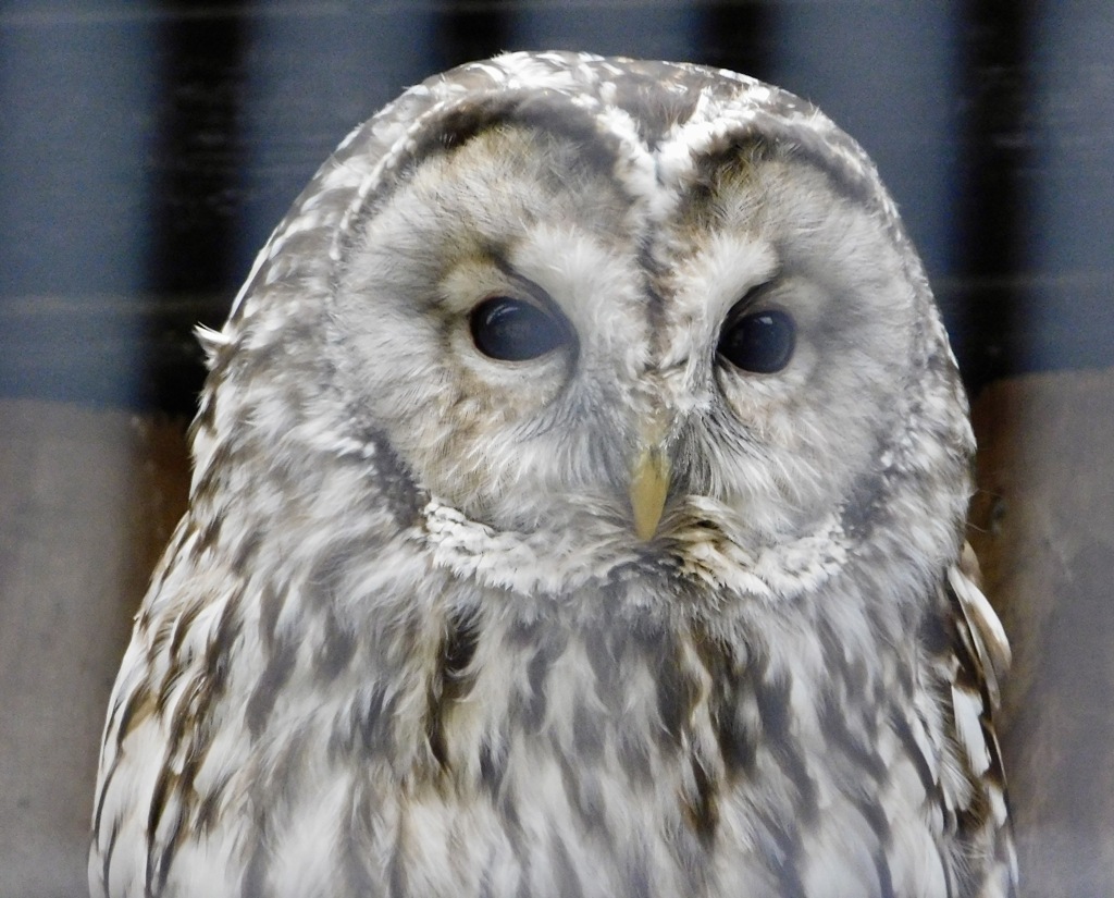 フクロウ(井の頭自然文化園)