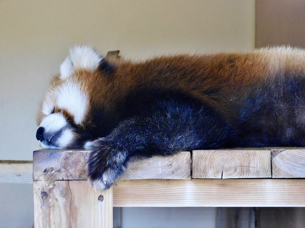 寝ているシセンレッサーパンダ(東武動物公園)
