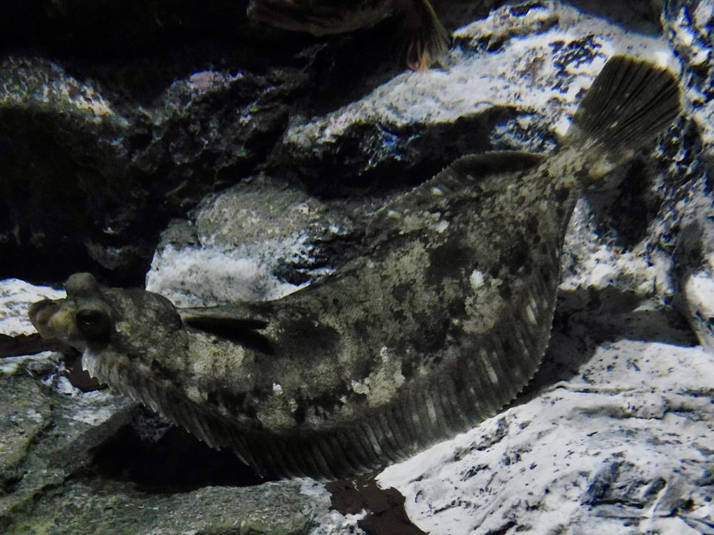 カレイ(しながわ水族館)