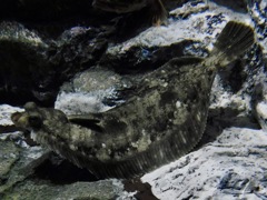 カレイ(しながわ水族館)