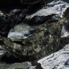 カレイ(しながわ水族館)