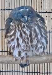 アオバズク(井の頭自然文化園)