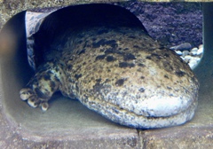 オオサンショウウオ(天王寺動物園)