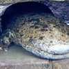 オオサンショウウオ(天王寺動物園)