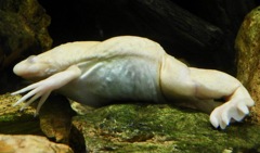 アルビノのアフリカツメガエル(カワスイ　川崎水族館)