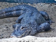 ヨウスコウワニ(天王寺動物園)