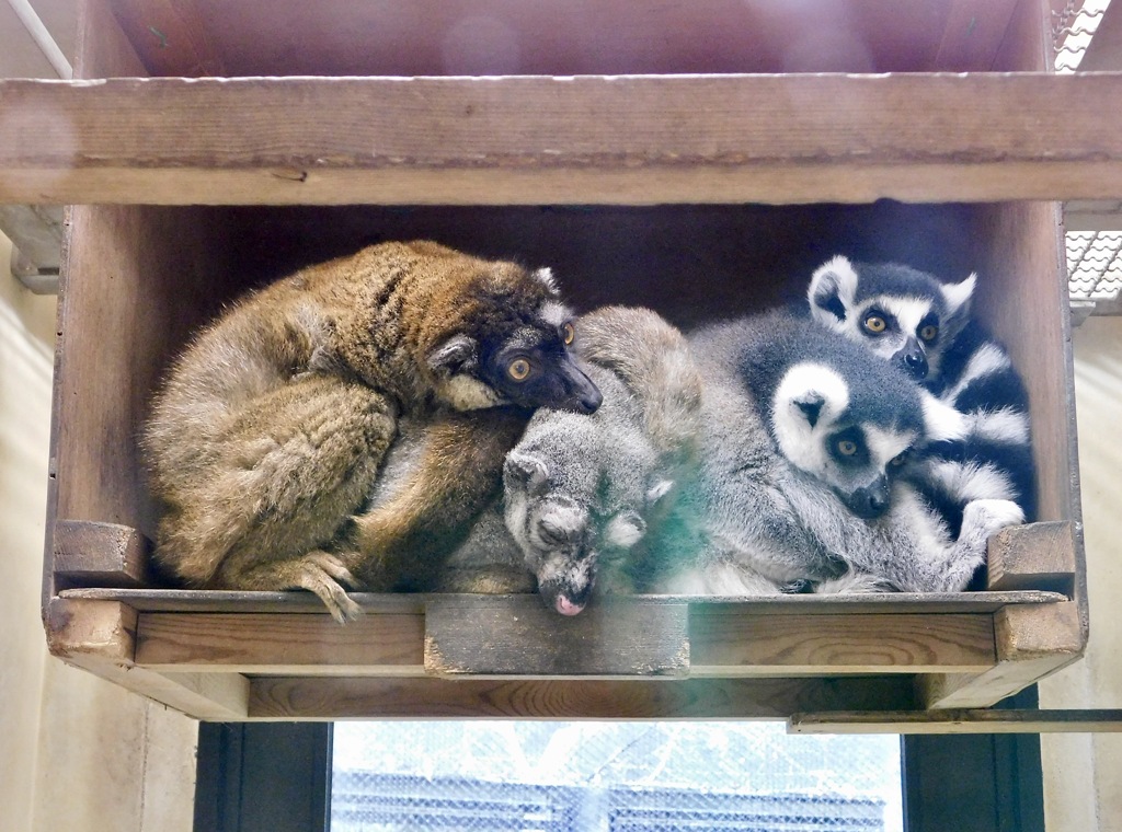 ブラウンキツネザルとワオキツネザル(夢見ヶ崎動物公園)