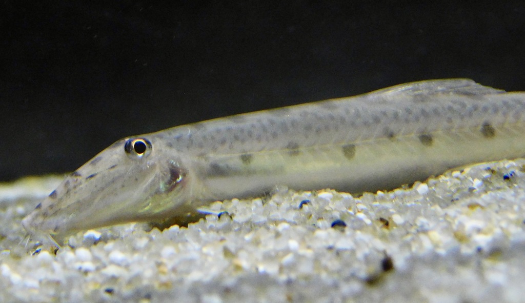 ホースフェイスローチ(カワスイ　川崎水族館)