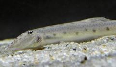 ホースフェイスローチ(カワスイ　川崎水族館)