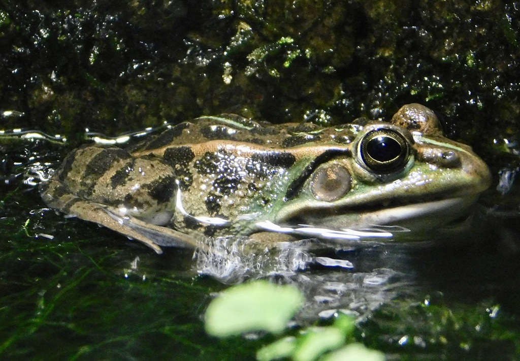 トウキョウダルマガエル(井の頭自然文化園)
