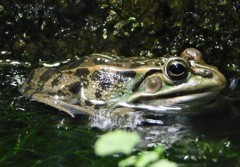 トウキョウダルマガエル(井の頭自然文化園)
