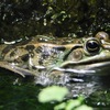 トウキョウダルマガエル(井の頭自然文化園)