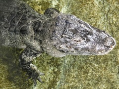ヨウスコウワニ(野毛山動物園)