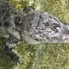 ヨウスコウワニ(野毛山動物園)