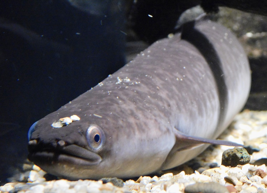 オオウナギ(カワスイ　川崎水族館)