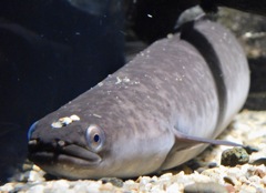 オオウナギ(カワスイ　川崎水族館)