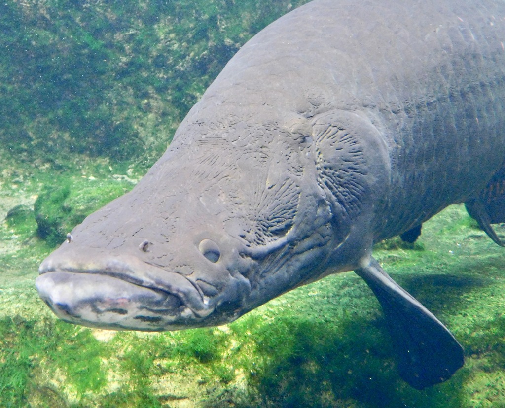 ピラルク(足立区生物園)