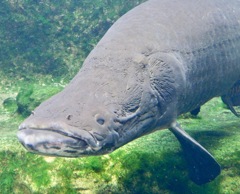 ピラルク(足立区生物園)