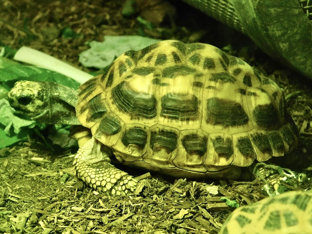 キバラクモノスガメ(野毛山動物園)
