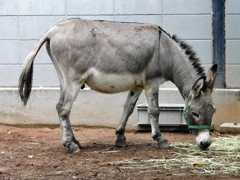 ロバ(夢見ヶ崎動物公園)