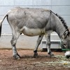 ロバ(夢見ヶ崎動物公園)