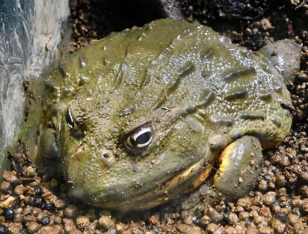 アフリカウシガエル(カワスイ　川崎水族館)