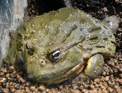 アフリカウシガエル(カワスイ　川崎水族館)