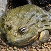 アフリカウシガエル(カワスイ　川崎水族館)