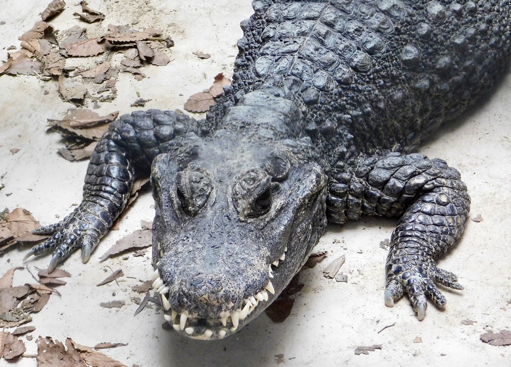 ニシアフリカコビトワニ(野毛山動物園)