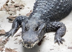ニシアフリカコビトワニ(野毛山動物園)
