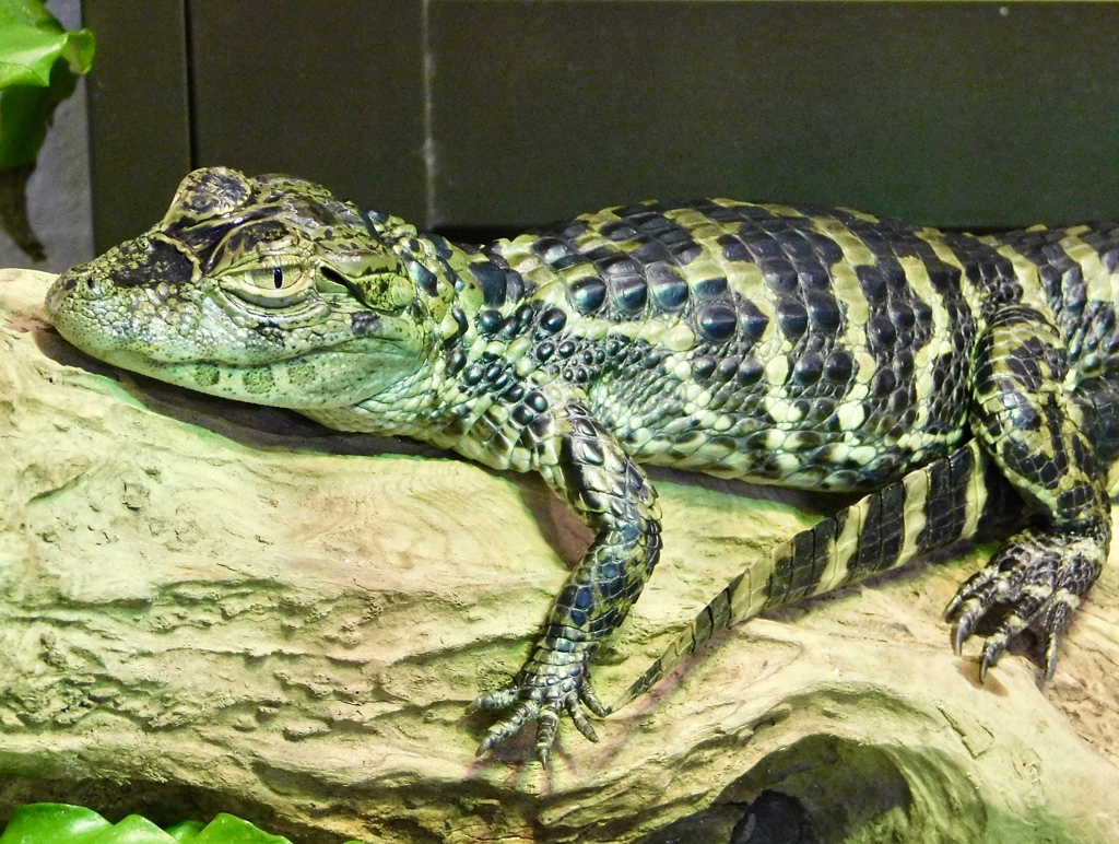 クチヒロカイマンの幼体(熱川バナナワニ園)