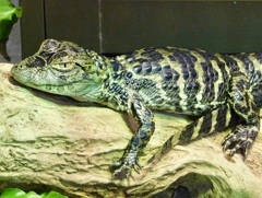 クチヒロカイマンの幼体(熱川バナナワニ園)