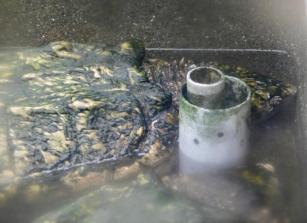 ワニガメ(熱川バナナワニ園)