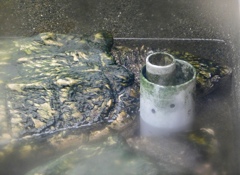 ワニガメ(熱川バナナワニ園)