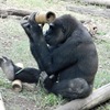 フィーダーに入った餌を探すニシローランドゴリラ(上野動物園)