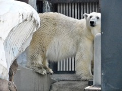 ホッキョクグマ(上野動物園)