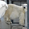ホッキョクグマ(上野動物園)