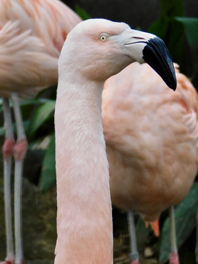 チリーフラミンゴ(夢見ヶ崎動物公園)