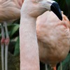 チリーフラミンゴ(夢見ヶ崎動物公園)
