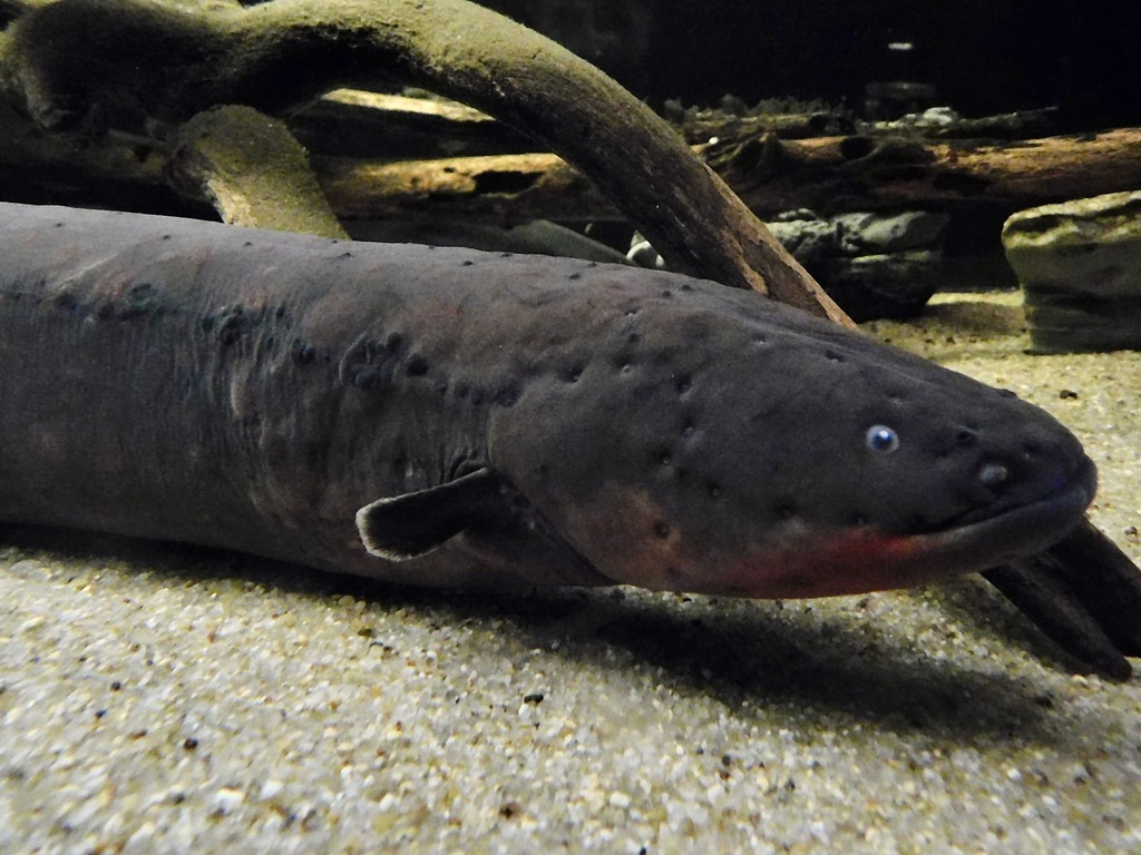 デンキウナギ(カワスイ　川崎水族館)