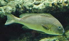 コロダイ(葛西臨海水族園)
