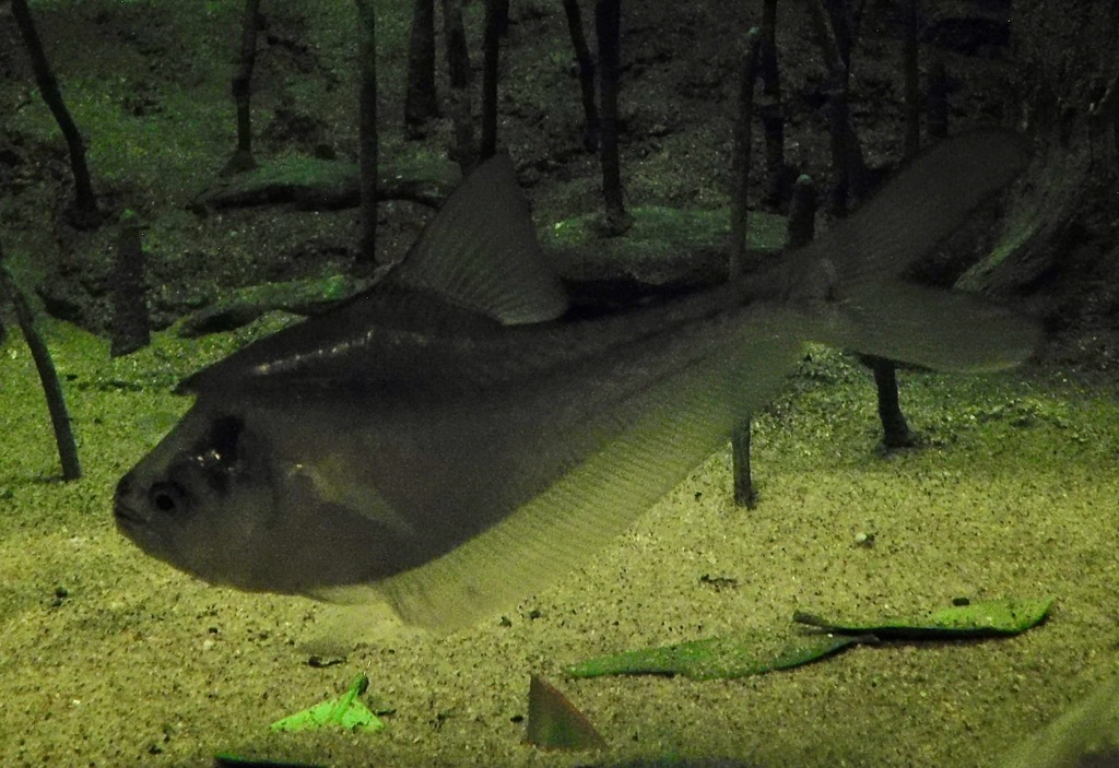 ナーサリーフィッシュ(葛西臨海水族園)