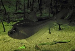 ナーサリーフィッシュ(葛西臨海水族園)